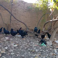 تخم مرغ مرندی|حیوانات مزرعه|فاضل آباد, |دیوار