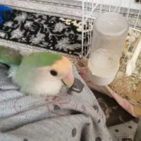 کوتوله صورت پاستیلی وعروس هلندی