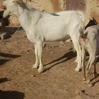 نر سان|حیوانات مزرعه|داراب, |دیوار