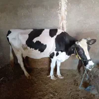 گوساله