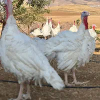 بوقله|حیوانات مزرعه|بانه, |دیوار