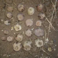 تجهیزات|عمده‌فروشی|کوهدشت, |دیوار