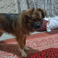 سگ پا کوتاه خیلی عالی بدون هیچ مشکلی شناسنامه دار|سگ|نورآباد ممسنی, |دیوار