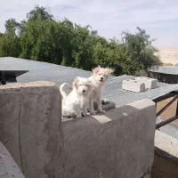 سگ خانگی نروماده واکسن خورده|سگ|جهرم, |دیوار