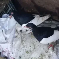 کبوتر یهودی الیام