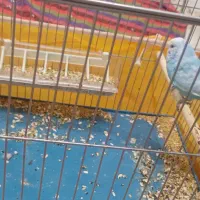 مرغ عشق انگلیسی نرم و ماده