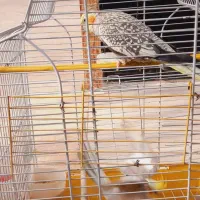 طوطی عروس|پرنده|شفت, |دیوار