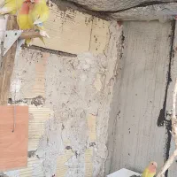 طوطی برزیلی