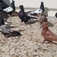 30عدد جوجه سینه سیاه و سینه سرخ