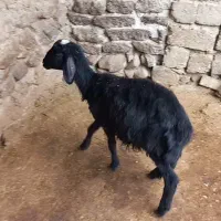 بره ماده