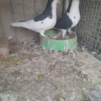 کبوتر فروشی|پرنده|سرایان, |دیوار