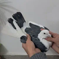 کبوتر شازده|پرنده|هشتگرد, گلسار|دیوار