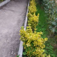 وجین کار نیازمندم خانم یا آقا