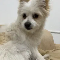 سگ شیدزو پامری|سگ|بانه, |دیوار