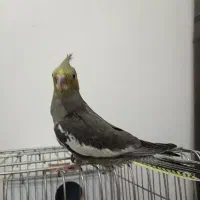 فروش عروس هلندی کاملا دست آموز