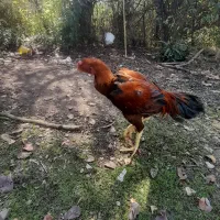 مرغ و خروس لاری|حیوانات مزرعه|رودبنه, |دیوار