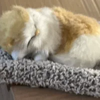 گربه خوابالو‌