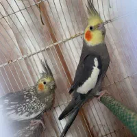 عروس هلندی خوش تخم