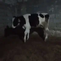 گوساله نر هلشتاین