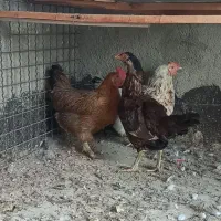 مرغ رسمی ولاری تخمگذار