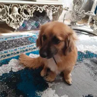 سگ پامر با ژرمن ورک|سگ|قرچک, پویینک|دیوار