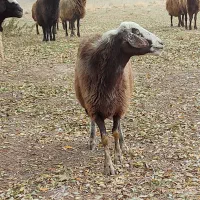 گوسفندگوشتی|حیوانات مزرعه|ارشق, |دیوار