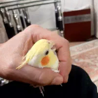 عروس هلندی لوتینو چشم شرابی