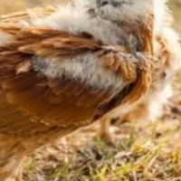 جوجه یک ماه