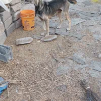 واگذاری سگ سرابی|سگ|اردبیل, |دیوار