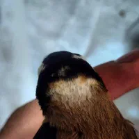 سهره نر خال حلب درجه یک|پرنده|خرمآباد, |دیوار