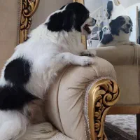 واگزاری هانا|سگ|قم, بکایی|دیوار