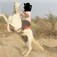 اسب معاوضه با بره