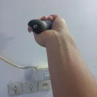 طوطی برزیلی