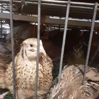 بلدرچین گوشتی و تخم گذار  سن ۴۵ روزه