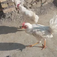 خروس نژاد دار تمام سفید