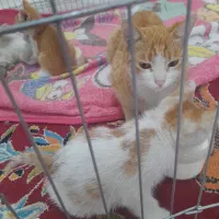 گربه رایگان