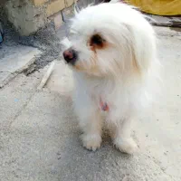 سگ ماده یک ساله
