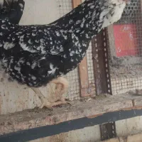 تخم مرغ گلین ریش کاکل چهل تاژ فول