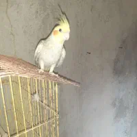 عروس هلندی مرواریدی ماده|پرنده|درگهان, |دیوار