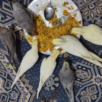 عروس هلندی نر گمشده