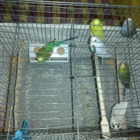 مرغ عشق، فنچ