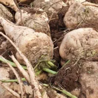 فروش چغندر قند