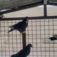 ۷عدد نر سوراخ ضمانتی