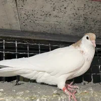 کفتر|پرنده|تربت جام, پاسداران|دیوار