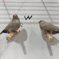 فنچ زبرا جوجه شارکول لایت بک وانگلیسی|پرنده|شیراز, امام حسین|دیوار