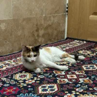 گربه گمشده