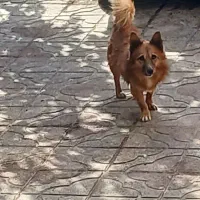 سگ نر پامرین