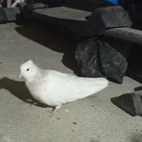 طوق|پرنده|مریوان, |دیوار