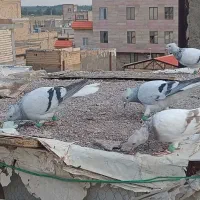 کبوتر
