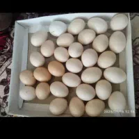 تخم مرغ نطفه دار دونه ای۱۵هزار